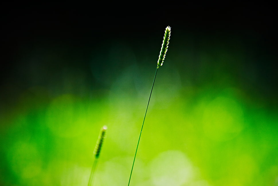 green plant HD wallpaper